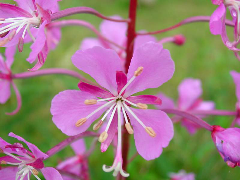 473fireweed