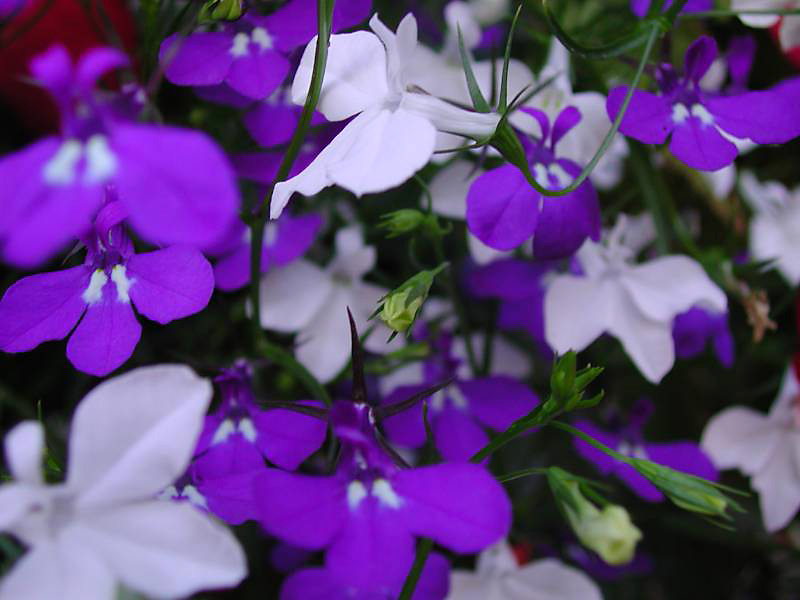 509forgetmenots