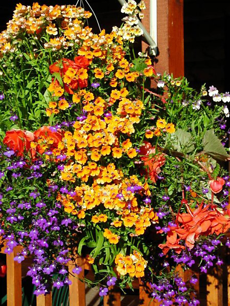 510hangingflowers