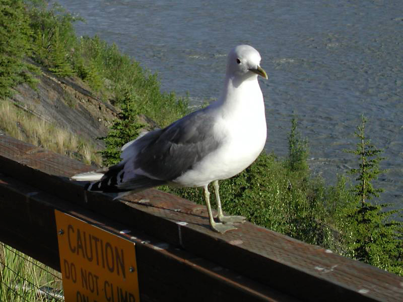 515mewgull