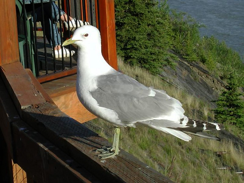 516mewgull