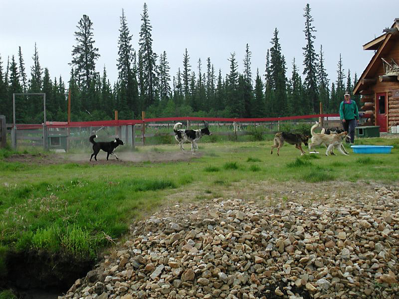 535susansdogs