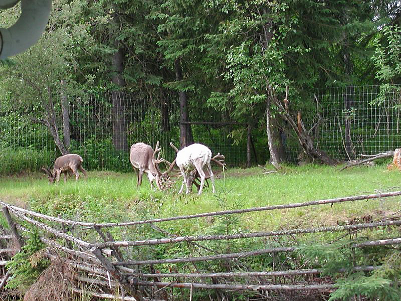 536raindeer