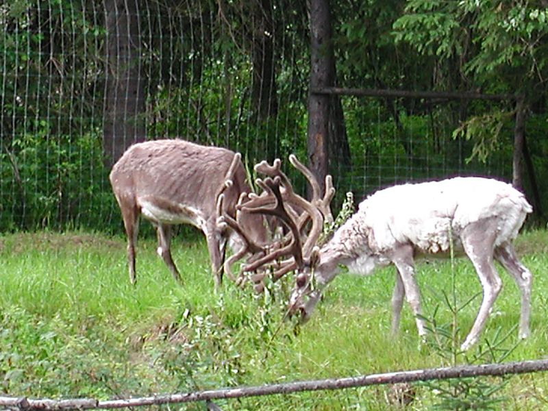 538raindeer