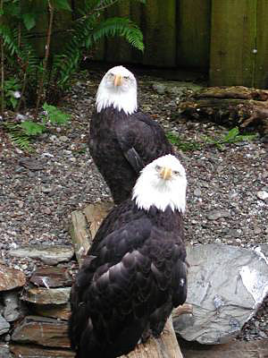 eagles