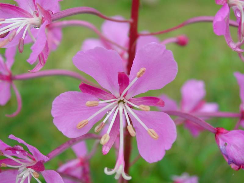 fireweed