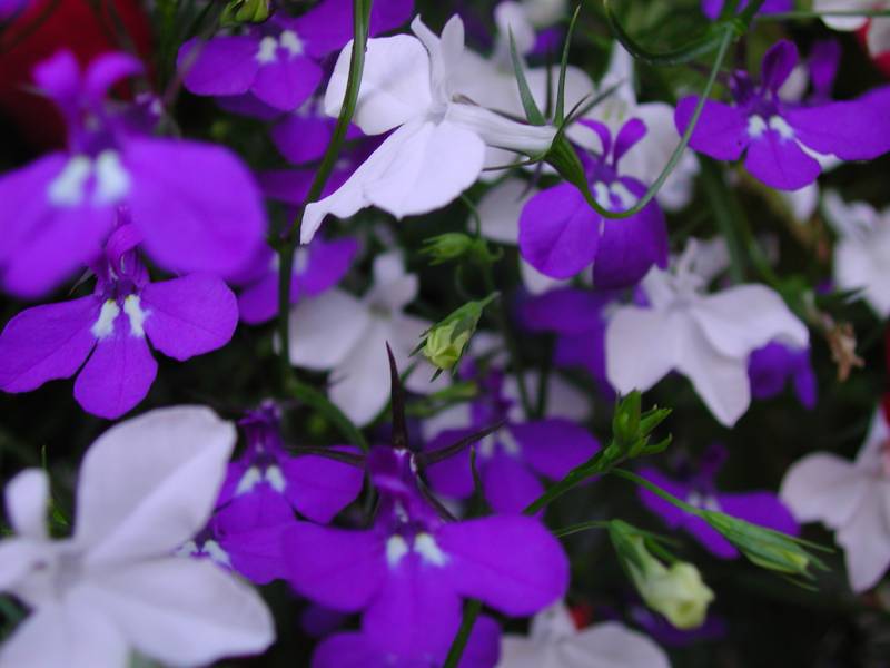 forgetmenots