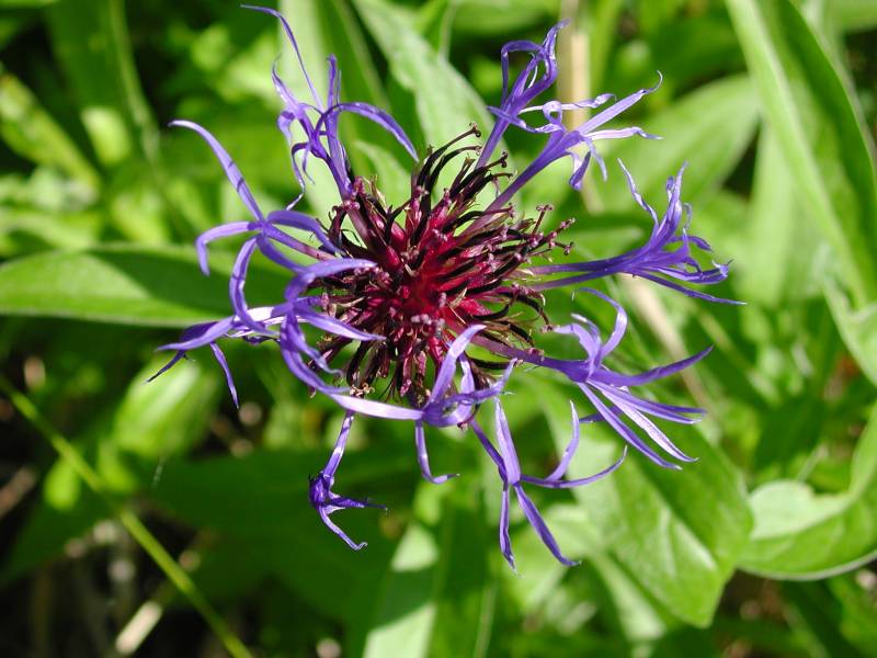 interestingflower