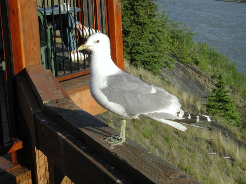 mew-gull516