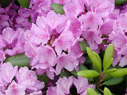 rhododendron