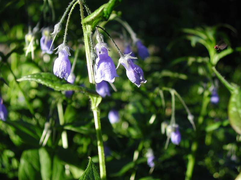 wildflowers