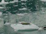 Harp Seal