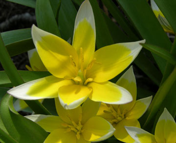 flower.jpg
