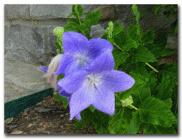 Balloon-Flower Balloon-Flower.jpg