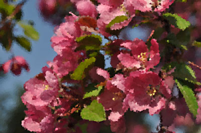 blossoms-crystallized.jpg