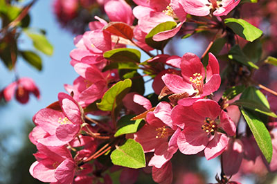blossoms-original blossoms-original.jpg