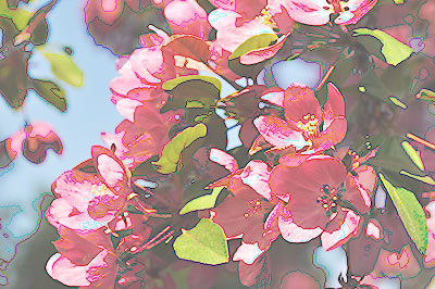 blossoms-trace-contours.jpg
