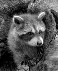 raccoon-b-w.jpg - 11 KB