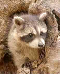raccoon-l-b-c.jpg - 11.4 KB