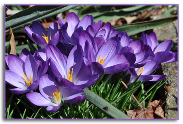 crocus-orig.jpg - 60.1 KB