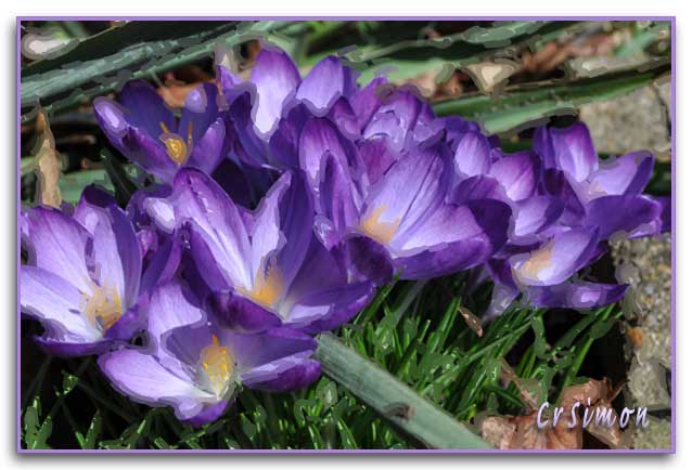 crocus1.jpg - 40.9 KB