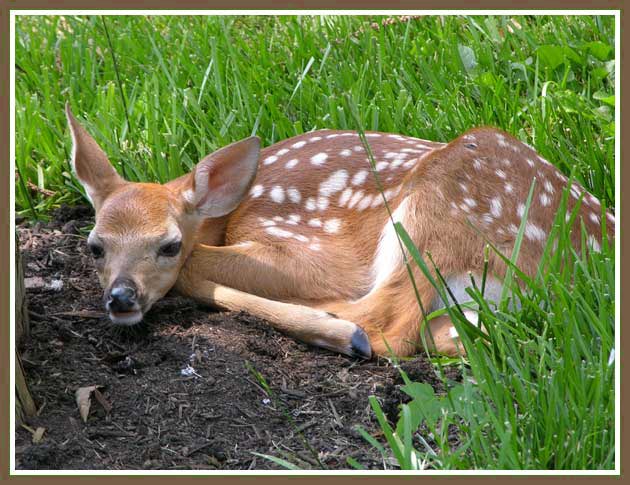 fawn-full-color.jpg - 62.5 KB