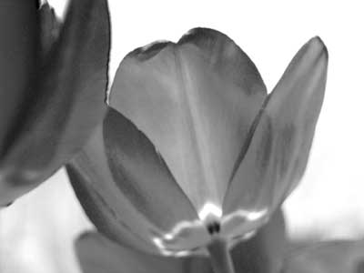 tulip-channel-adj-layer.jpg - 7.9 KB