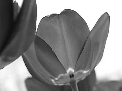 tulip-green-channel.jpg - 8.3 KB