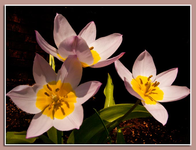 Just Flowers