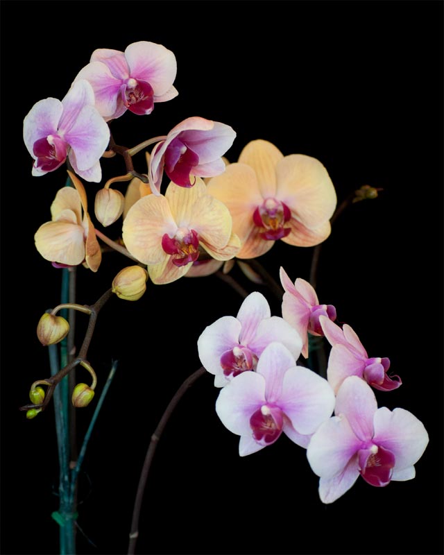 Original Orchids