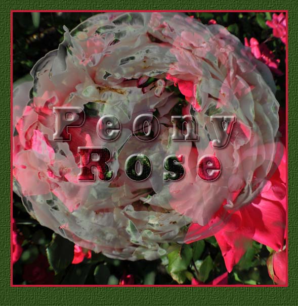 knockout-roses knockout-roses