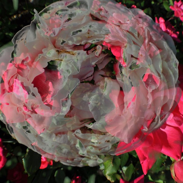 peony-rose peony-rose