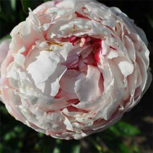 peony peony