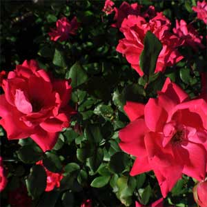 rose rose