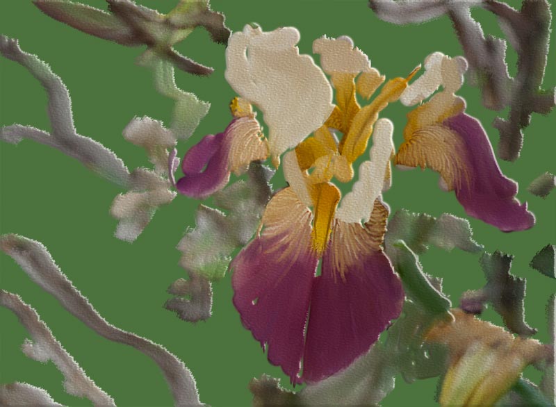 iris-crazy iris-crazy.jpg