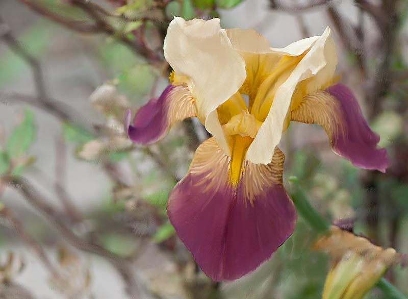 iris-mixer iris-mixer.jpg