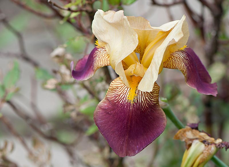iris-orig iris-orig.jpg