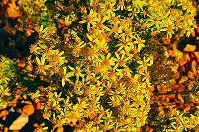 yellowflowers-lab-color-enhance yellowflowers-lab-color-enhance.jpg
