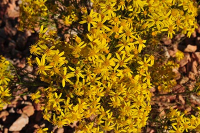 yellowflowers-original yellowflowers-original.jpg