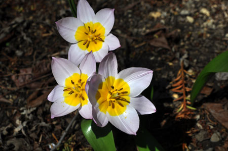 flower1