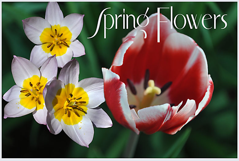 spring-flowers