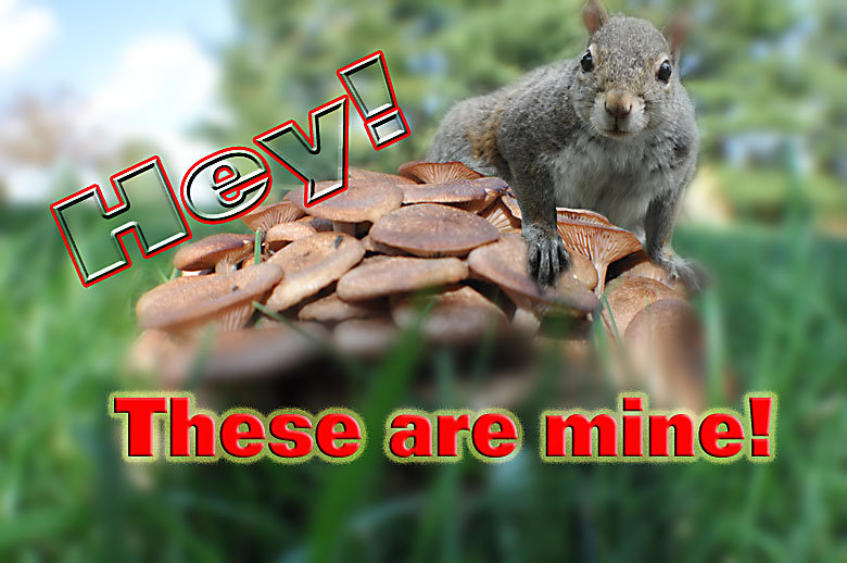 toadstools+squirrel