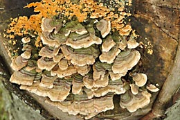 fungi