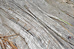 wood
