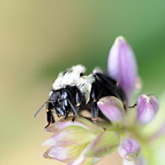 bee bee.jpg