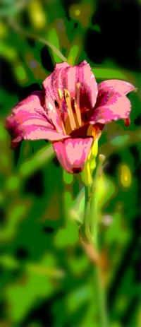 day-lilly day-lilly.jpg
