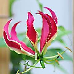 flower flower.jpg