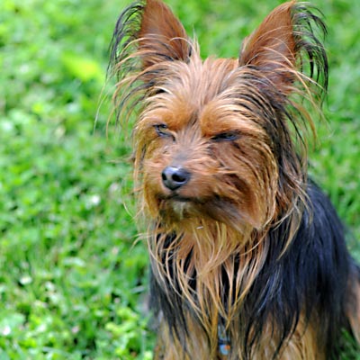 sammy-dog sammy-dog.jpg
