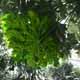 Overhead Huge Leaf