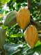 Ripe Chocolate Pods